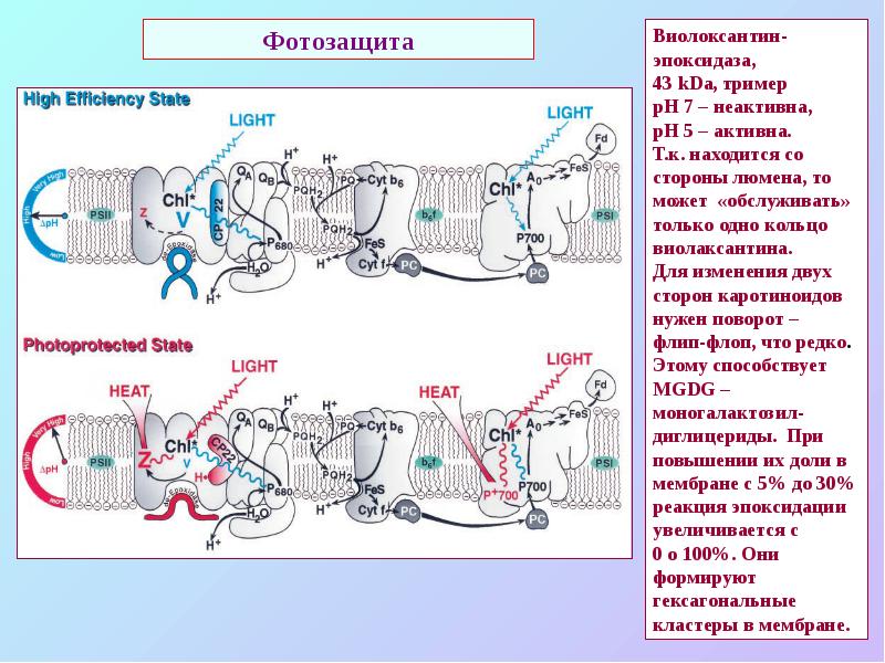 Фотозащита