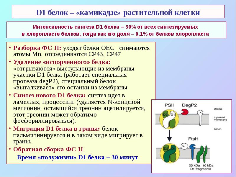 D1 белок – «камикадзе» растительной клетки Разборка ФС II: уходят белки