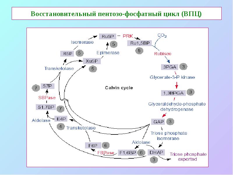 Восстановительный пентозо-фосфатный цикл (ВПЦ)