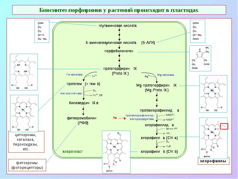 Биосинтез порфиринов у растений происходит в пластидах