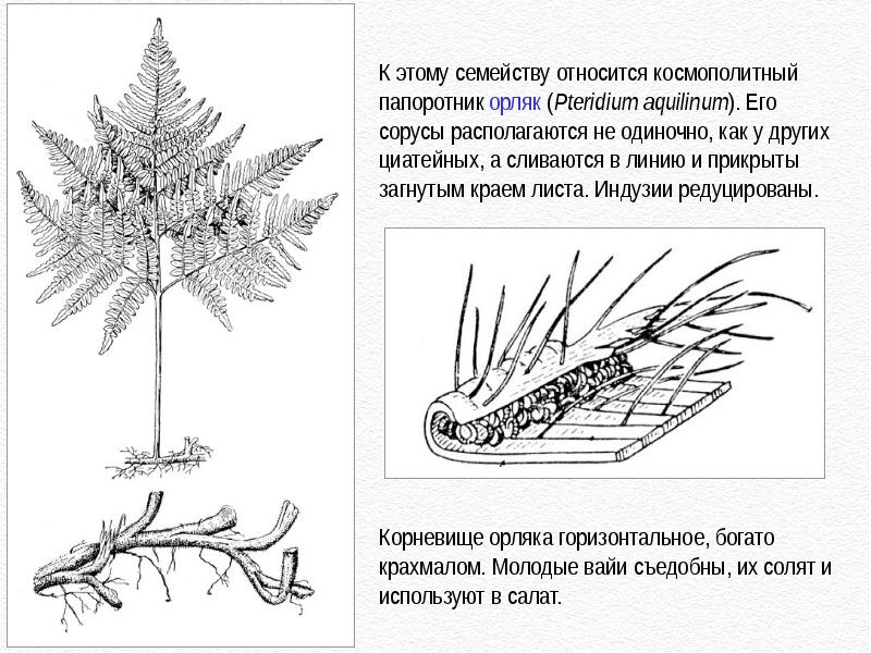 К какому отделу и подотделу относится изображенное на рисунке растение по каким признакам