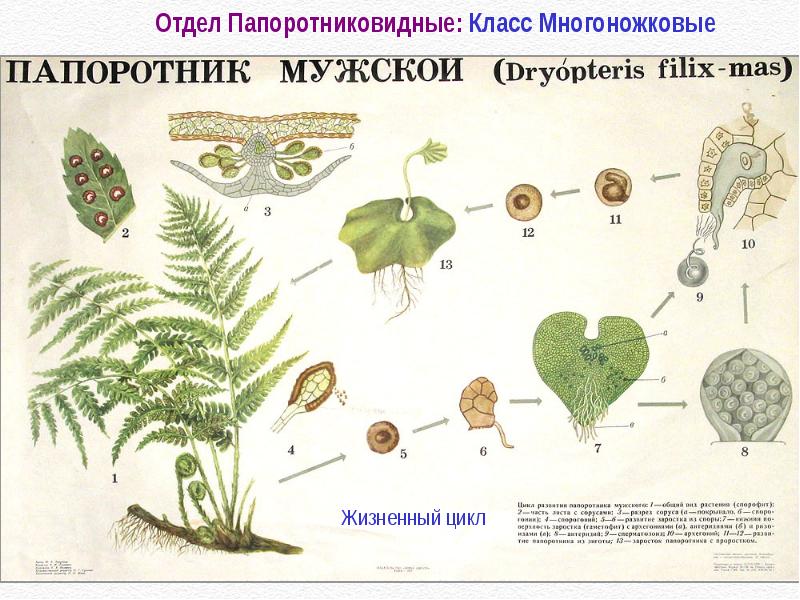 Жизненный цикл папоротника схема 5 класс