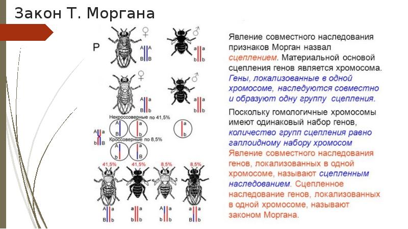 Сцепленное наследование схема