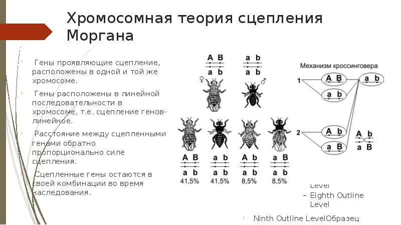 Полное и неполное сцепление генов презентация