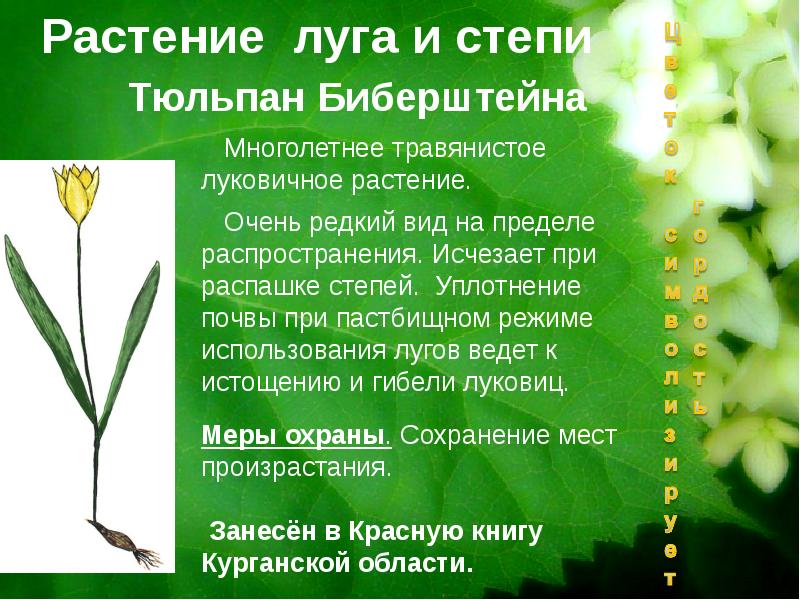 Красная книга курганской области растения и животные презентация