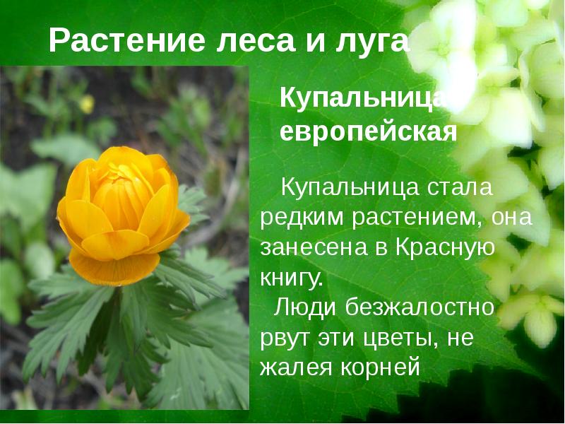 Растения красной книги презентация