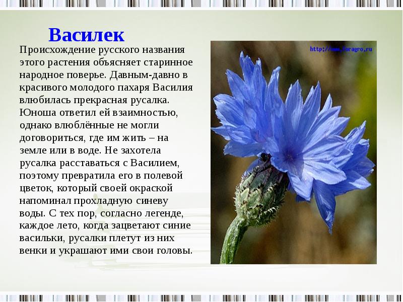 Цветок василек фото и описание где растет
