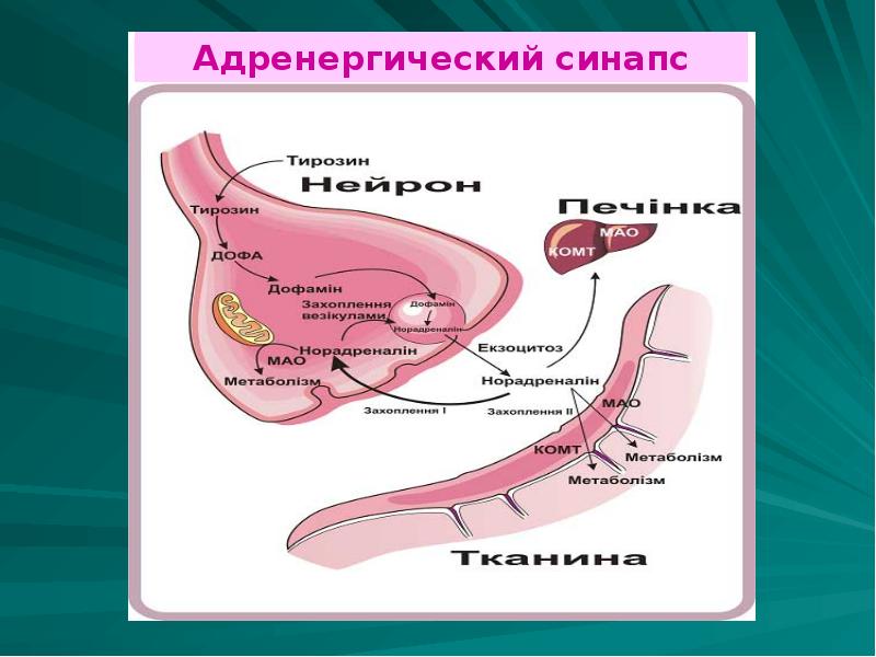 Адренергические средства презентация