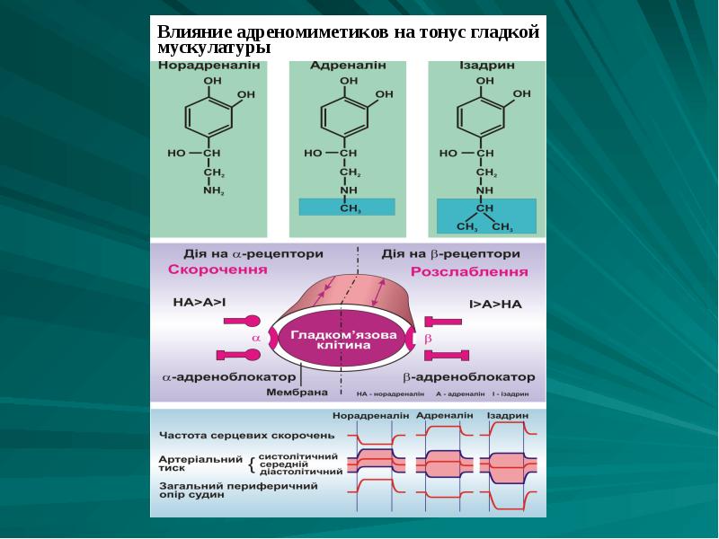 Адренергические средства презентация