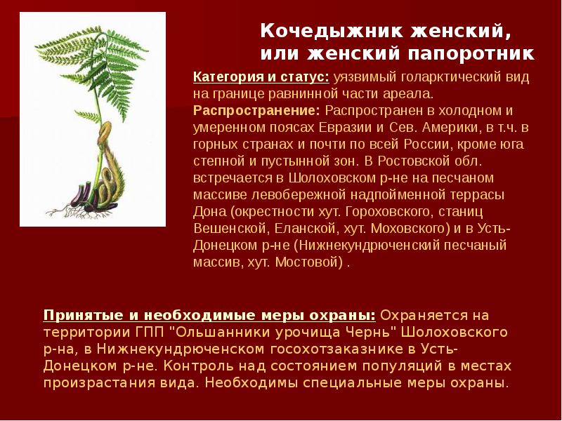 Два папоротника. Папоротники занесенные в красную книгу. Папоротник красная книга. Щитовник красная книга. Папоротник красная книга России.