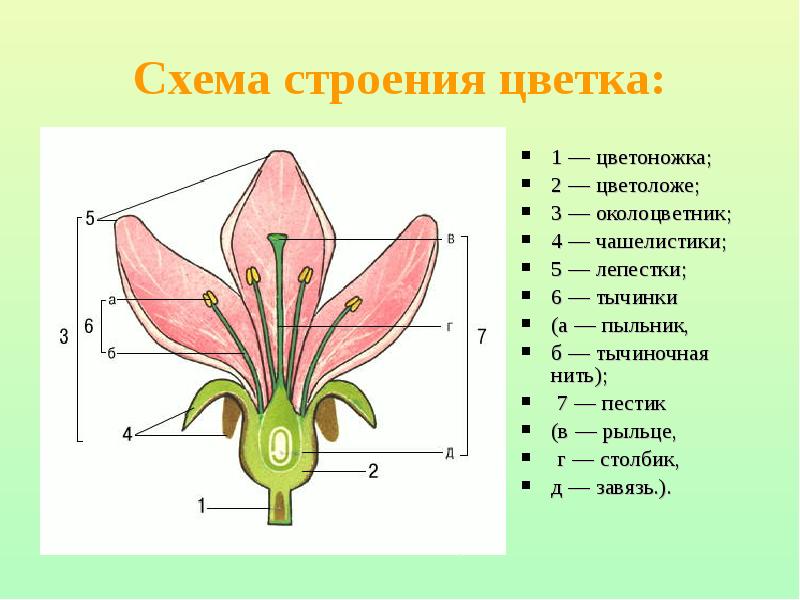 Покажите стрелками и подпишите на рисунке чашелистик тычиночную нить рыльце