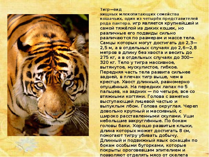 Почему тигр лев. Описание тигра. Тигр-вид хищных млекопитающих. Описать тигра. Тигр описание животного.