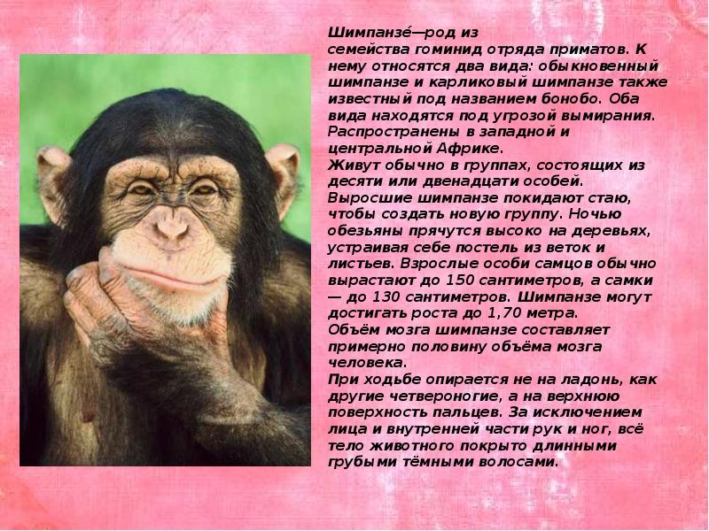 Шимпанзе подобрать прилагательное. Шимпанзе род. Род семейства гоминидов отряда приматов. Род слова шимпанзе. Какого рода слово шимпанзе.