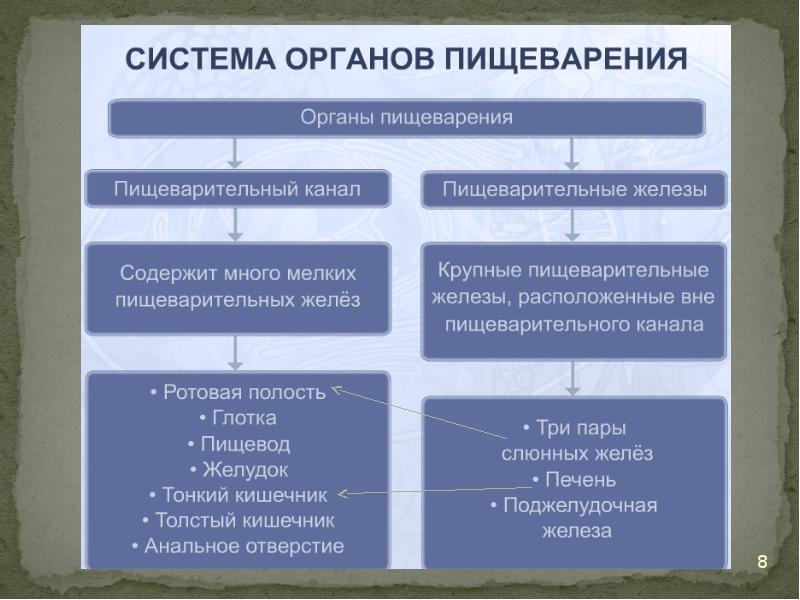 Таблица по биологии строение и функции пищеварительной системы. органы и железы пищеварительной системы таблица. таблица по пищеварительной системе человека. функции органов пищеварительной системы человека таблица. Пищеварительная система строение и функции таблица. Таблица по биологии строение и функции пищеварительной системы. органы и железы пищеварительной системы таблица. таблица по пищеварительной системе человека. функции органов пищеварительной системы человека таблица.