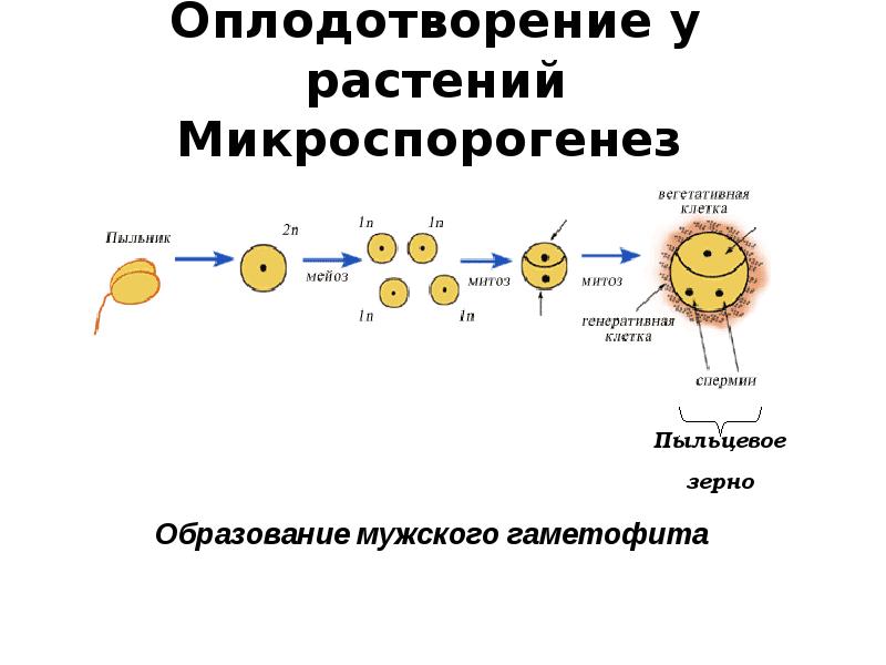 Напишите схему внешнего оплодотворения