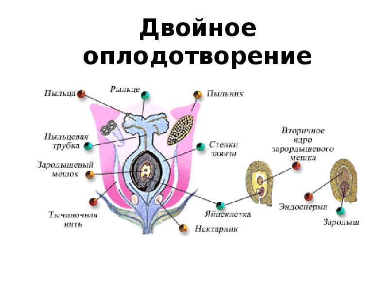 Оплодотворение пыльцой. Этапы двойного оплодотворения. Двойное оплодотворение у людей. Этап двойного оплодотворения у животных. Двойное оплодотворение гифка.