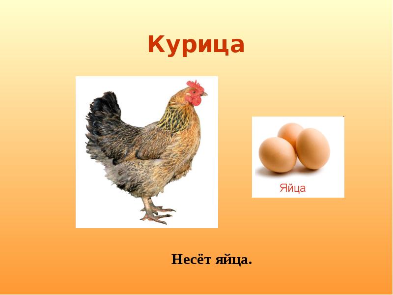 Курица несет яйца без петуха. Курица для презентации. Курица несет яйцо в хорошем качестве. Внешний вид курицы.