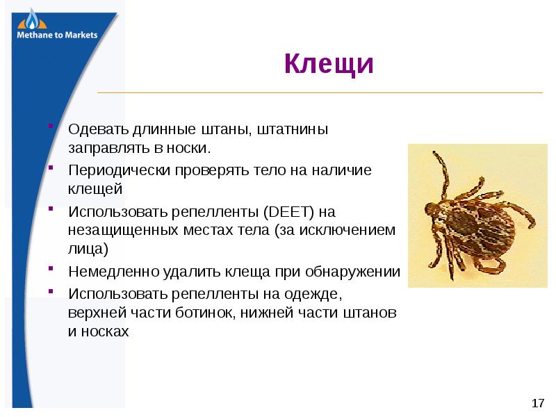 Как проверить наличие клещей. Тело клещей подразделяется на. охрана труда клещи. клещи штаны. клещ одетый.