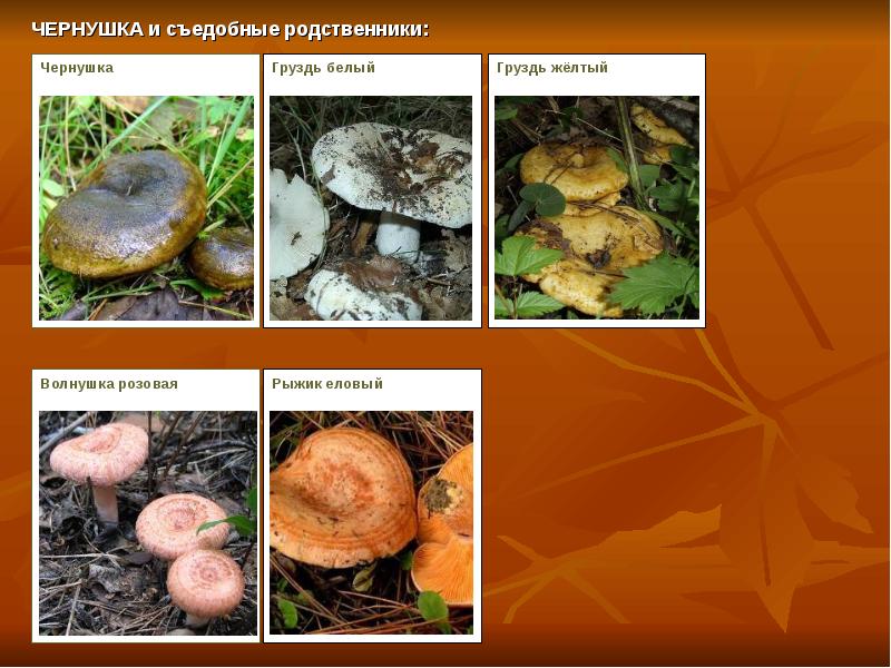 Какие съедобные грибы относятся к группе пластинчатых. Трубчатые грибы волнушки. Волнушка трубчатый или пластинчатый гриб. Волнушка пластинчатый гриб. Грибы Чернушка волнушка.