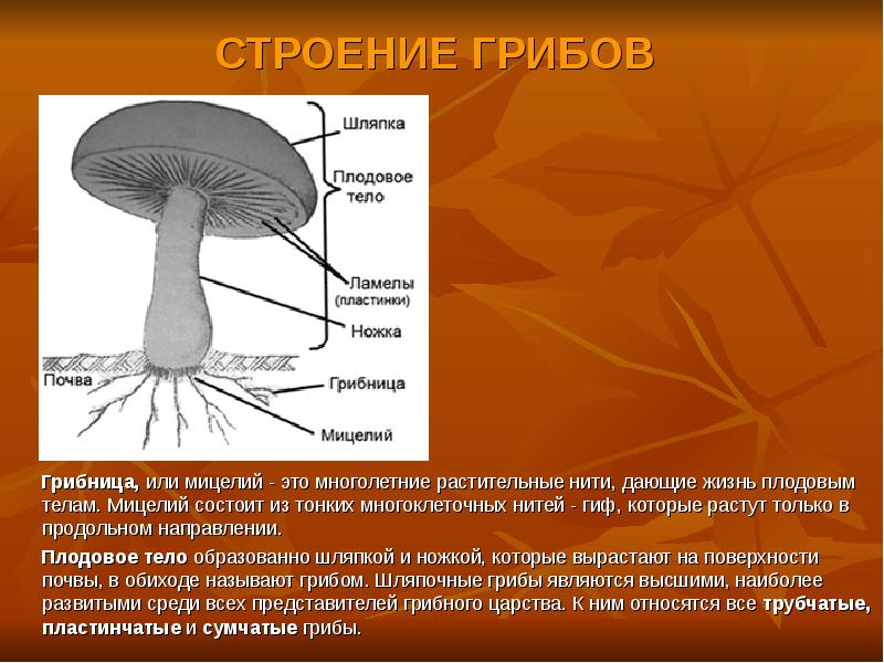 Торт название как у грибов