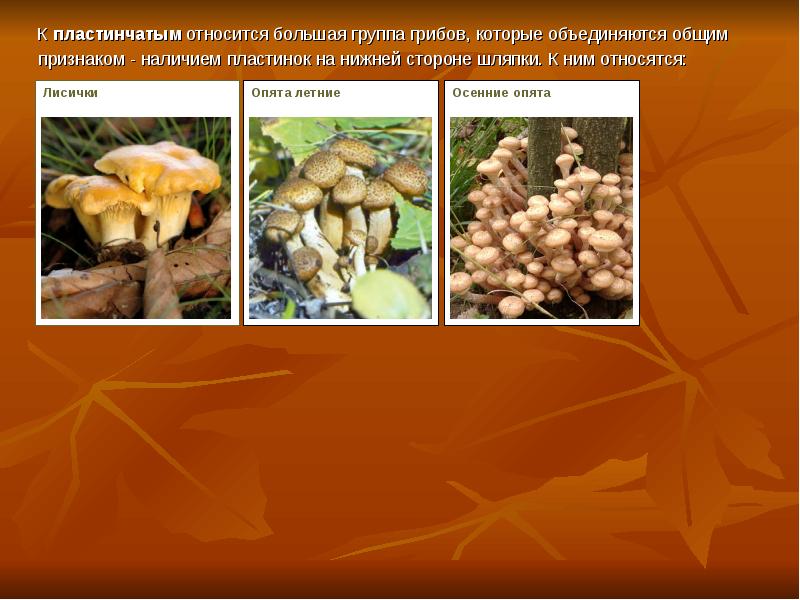 Какие есть группы грибов