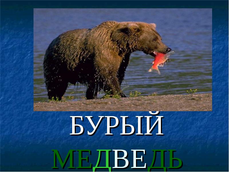 Проект бурый медведь