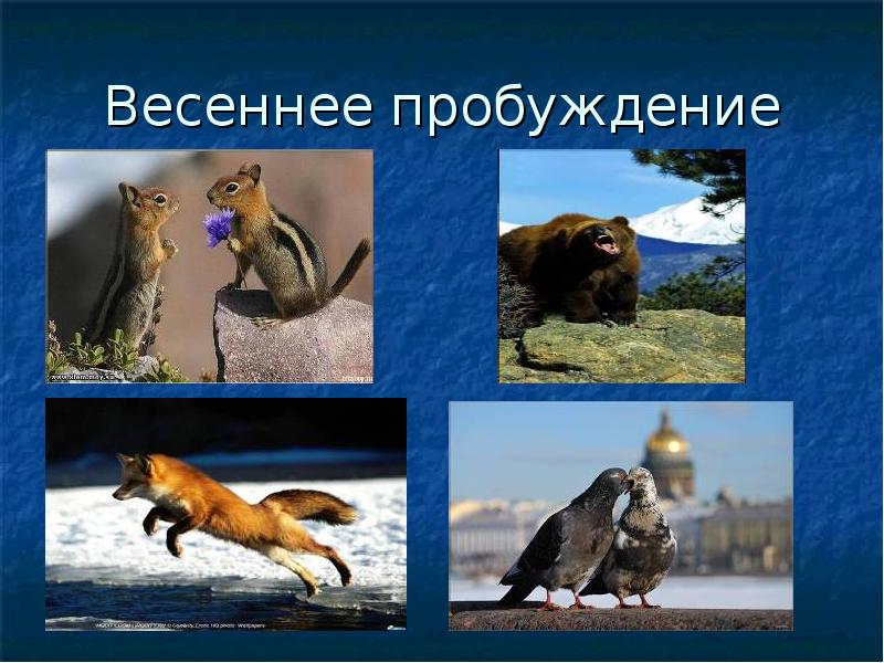 Проект животные весной