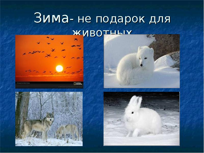 Проект сон животных