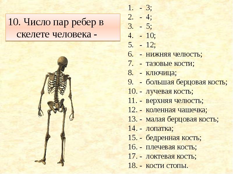Сколько кости взрослого человека