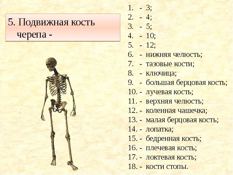 Подвижные кости