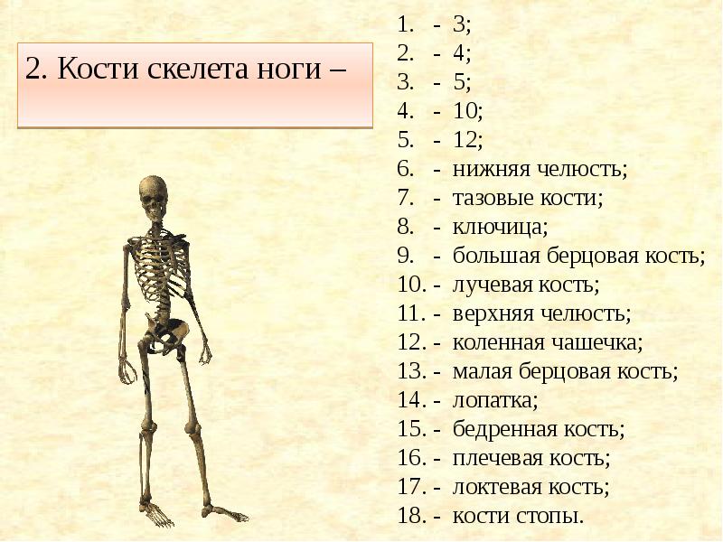 Таблица характеристика классов позвоночных Shtampik.com