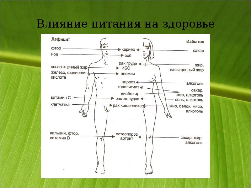 Влияние правильного питания на организм человека проект