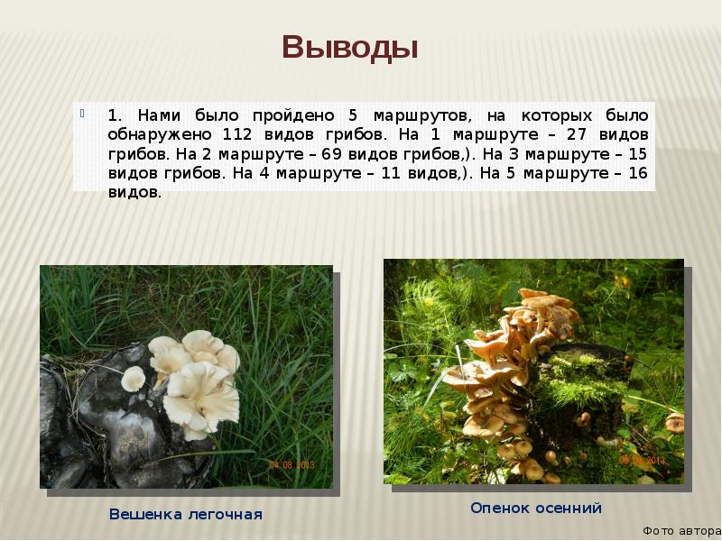 Путем грибной мудрости. Грибы Республики Коми презентация. Проект многообразие грибов. Грибы принадлежат к. Морской гриб маршрут.
