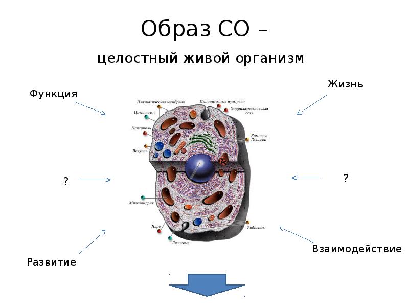 Дискретность в биологии рисунок