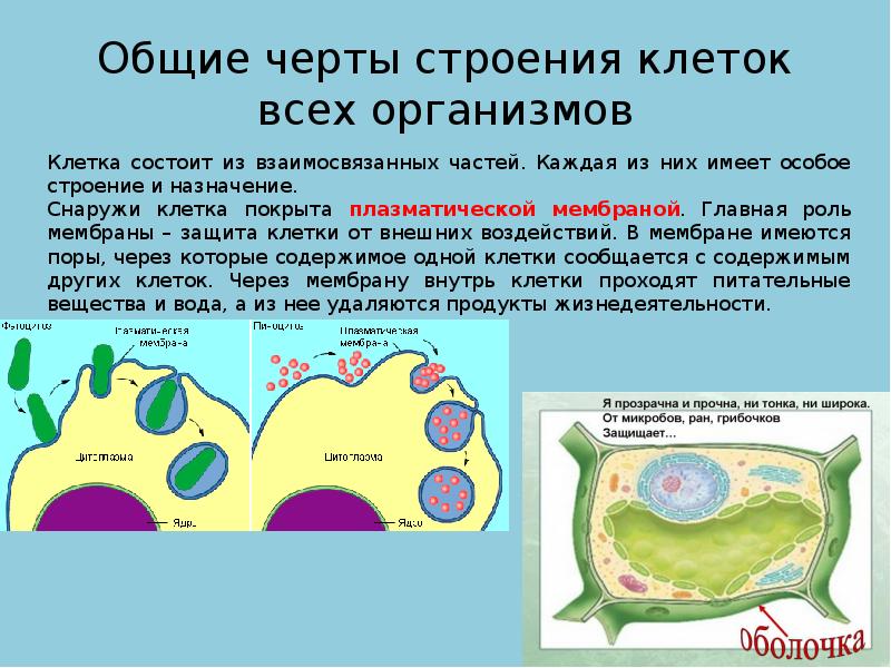 Презентация на тему строение клетки 5 класс биология