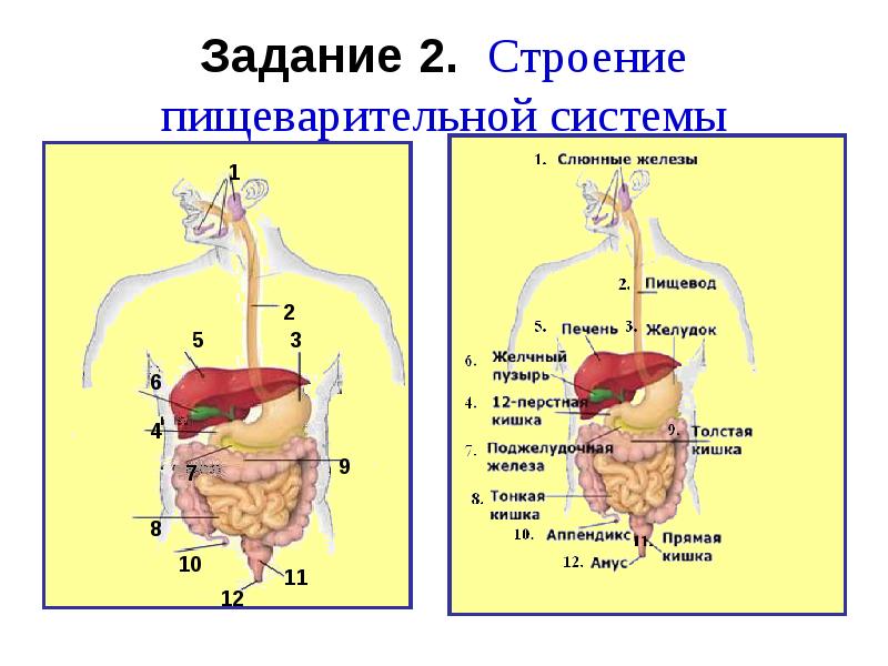 Пищеварение презентация 8 класс биология