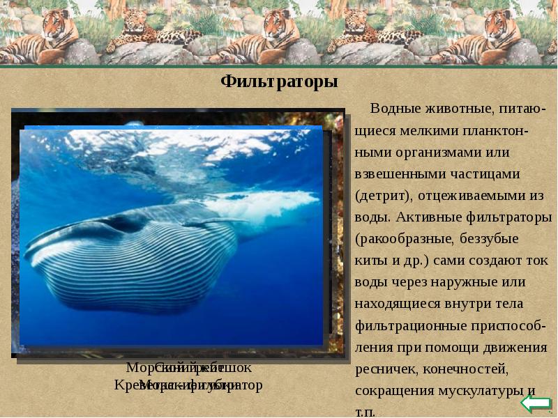 Водные животные, питаю-
Водные животные, питаю-
щиеся мелкими планктон-
Водные животные, питаю-
Водные животные, питаю-
щиеся мелкими планктон-