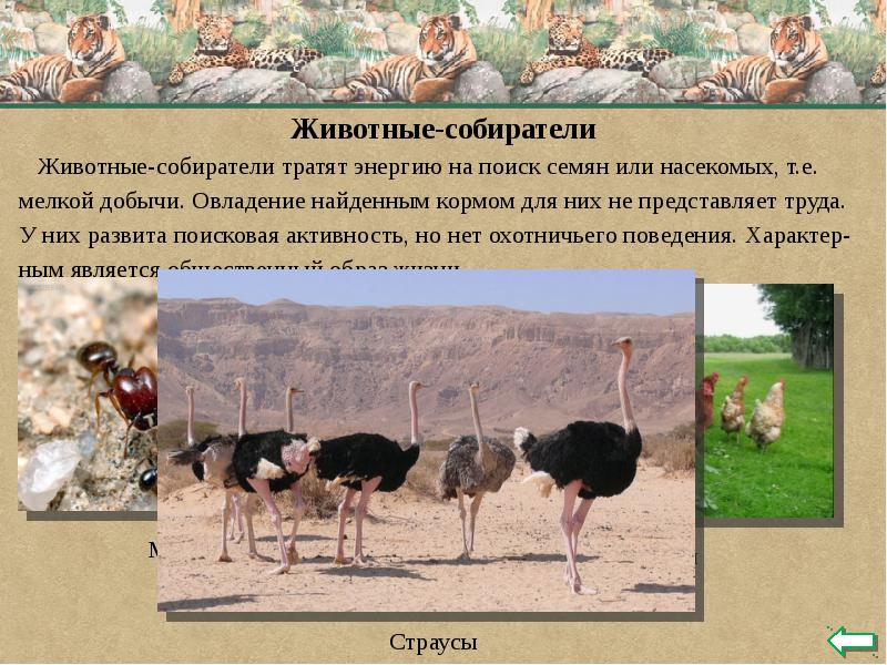 Животные-собиратели тратят энергию на поиск семян или насекомых, т.е.
Животные-собиратели тратят энергию на поиск семян или насекомых, т.е.