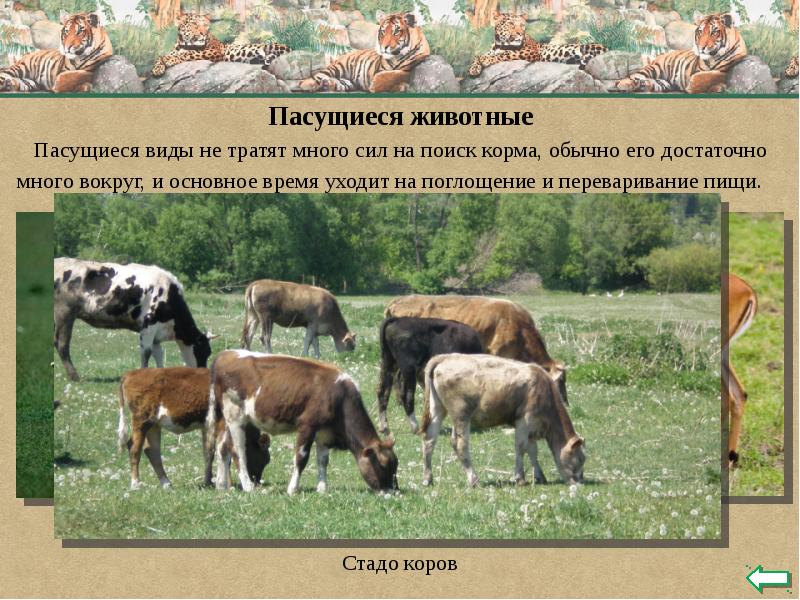 Пасущиеся виды не тратят много сил на поиск корма, обычно его Пасущиеся виды не тратят много сил на поиск корма, обычно его