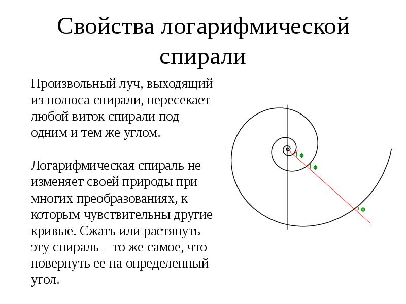 Логарифмическая спираль проект