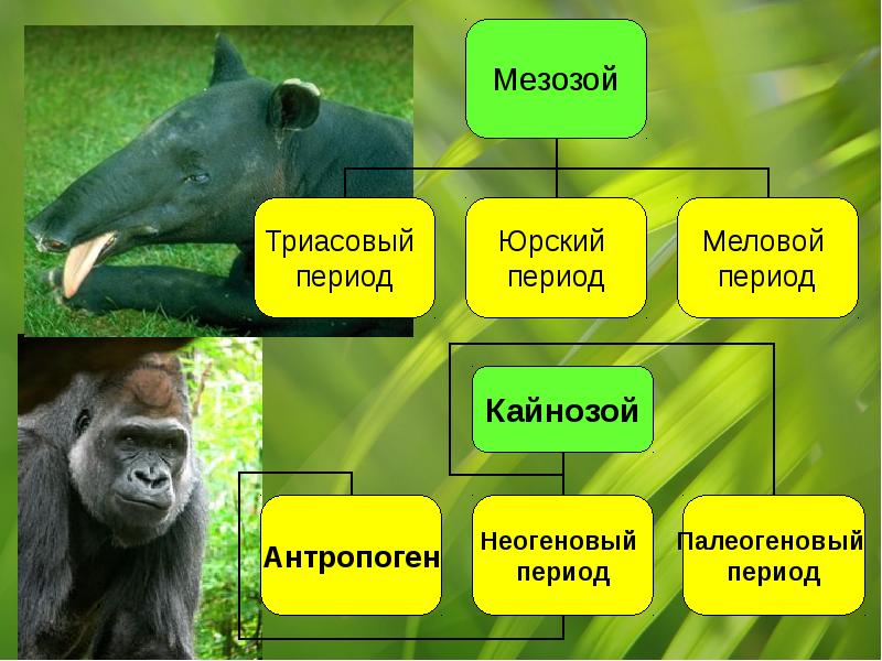 Презентация эволюция животного мира 9 класс биология