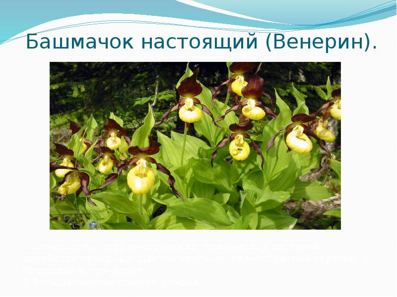 Растительный мир мордовии. Исчезающие растения мордовии. Исчезающие растения мордовии. Растения мордовии которые нуждаются в охране. Растения мордовии которые нуждаются в охране.