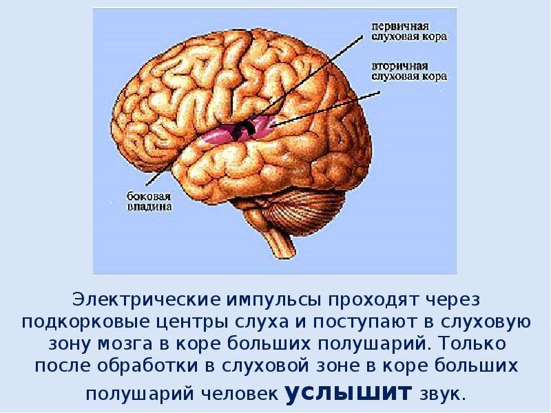 Корковый центр слухового анализатора. Локализация вторичной слуховой коры. Слуховая зона коры головного мозга. Первичная слуховая кора строение. Первичная обработка слуховой информации.