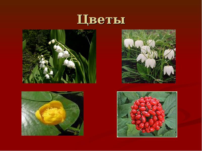 Красная книга растений фото растений