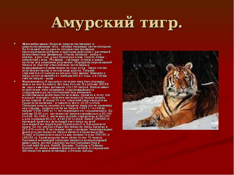 Красная книга амурский тигр краткий доклад