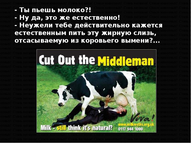 Пьют ли вегетарианцы молоко. Почему веганы не пьют молоко. Причины почему люди становятся вегетарианцами. Не пейте воду в ней рыбки ебутся. Пьют ли вегетарианцы молоко.