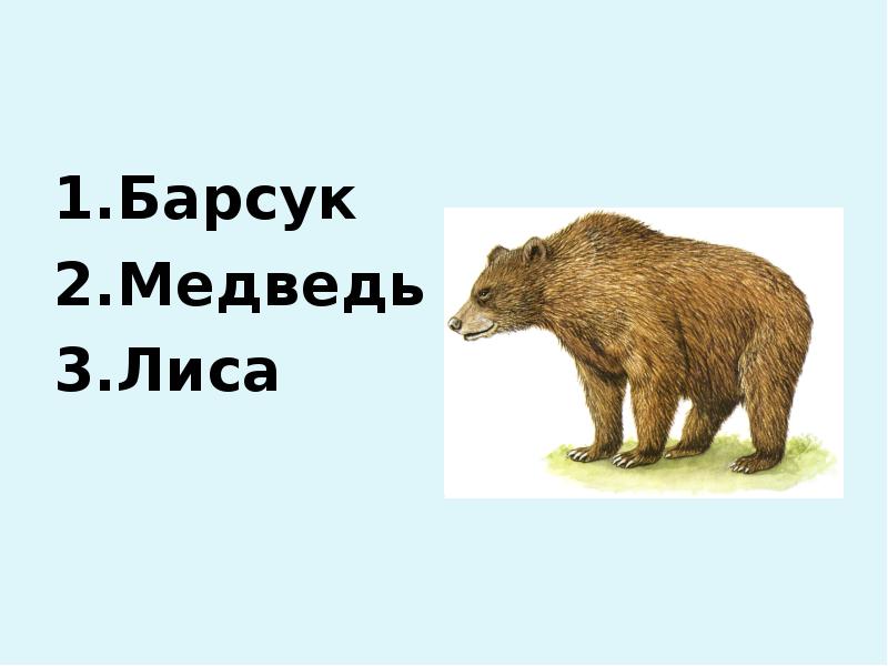 Медведь барсук. Барсук и медведь Сладков. Медвежий барсук. Н.Сладков барсук и медведь.