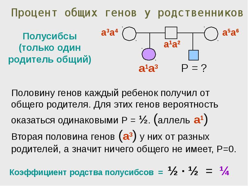 Гена процент. Процент общих генов у родственников. Каков процент общих генов в парах родители дети. Каков процент общих генов у троюродных родственников. ПОЛУСИБСЫ.