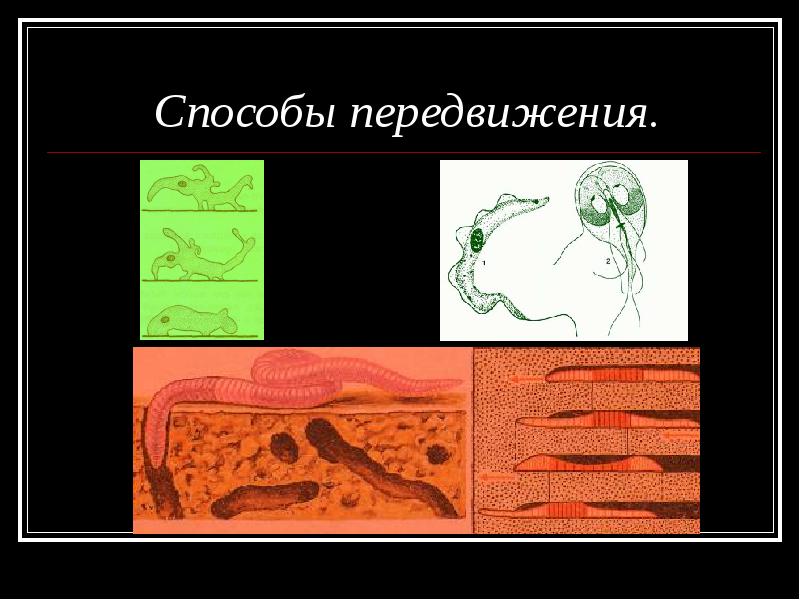 Презентация на тему способы передвижения животных полости тела 7 класс