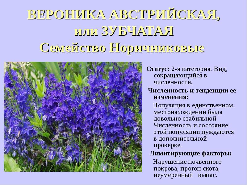 Фото растения красной книги воронежской области фото и описание